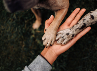 Evcil Hayvanlarla Kurulan Bağlar, Pozitif Duyguları Artırıyor